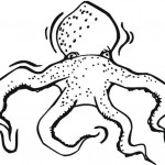 chobotnice_02